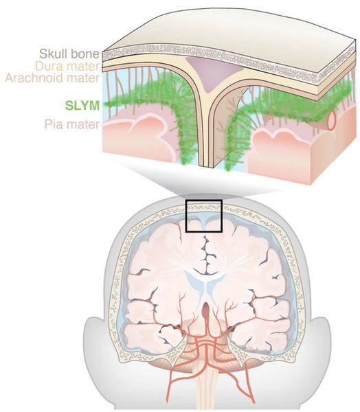 мембрани мозку