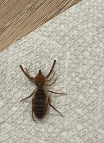 Сонячний павук, інопланетний жук, верблюжий павук, вітряні скорпіони, комахи, моторошна комаха, схожа на терміта,