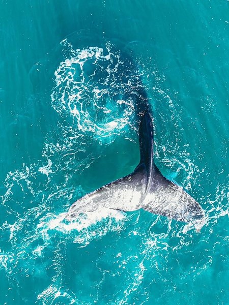 Хвост горбатого кита