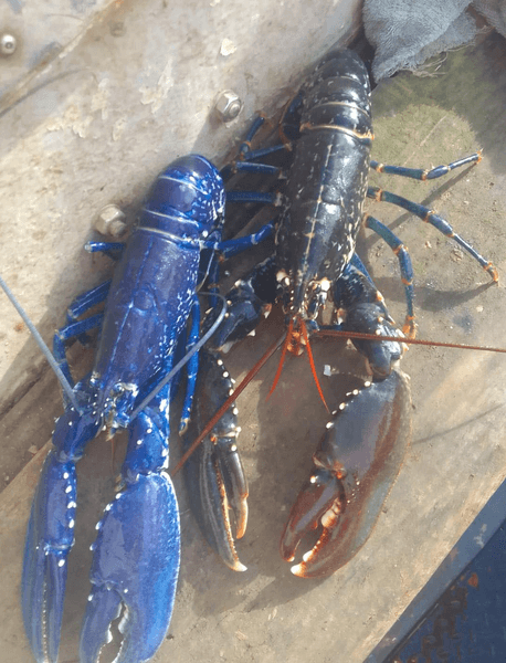 Мужчина дважды поймал редкого синего лобстера, шанс поимки которого составляет один на два миллиона.