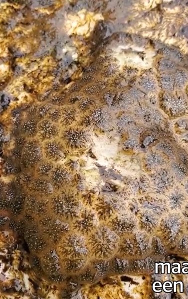 Дивна тварина, колонія мікроорганізмів, фото