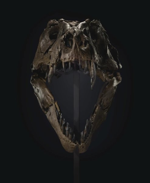 тираннозавр, аукцион