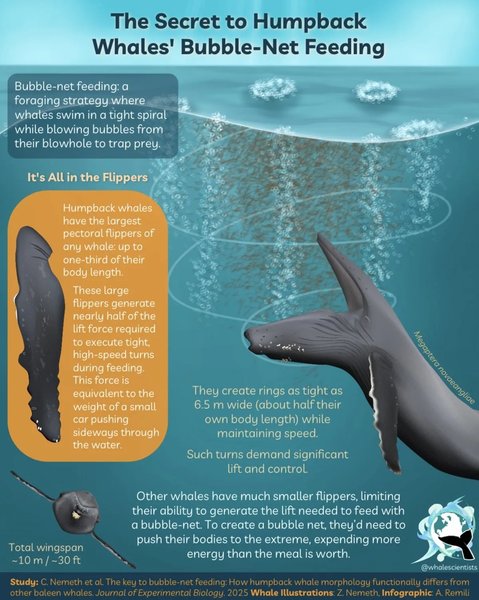 горбатый кит спираль механика