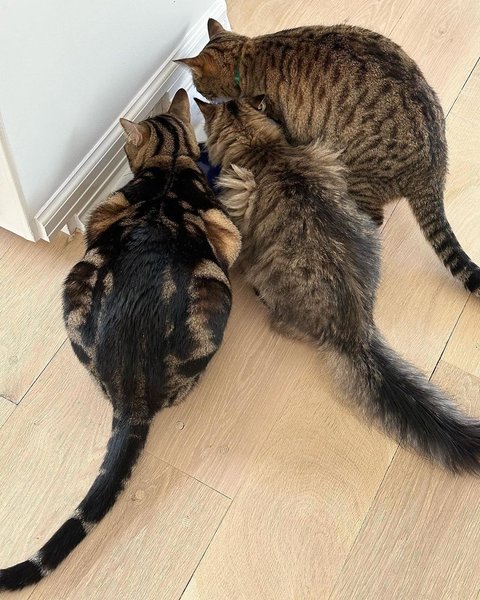 кэрри брэдшоу кот, и просто так, сара джесика паркер, коты