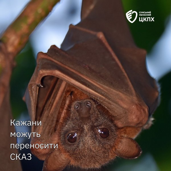 Кажани в Україні можуть бути безсимптомними носіями сказу