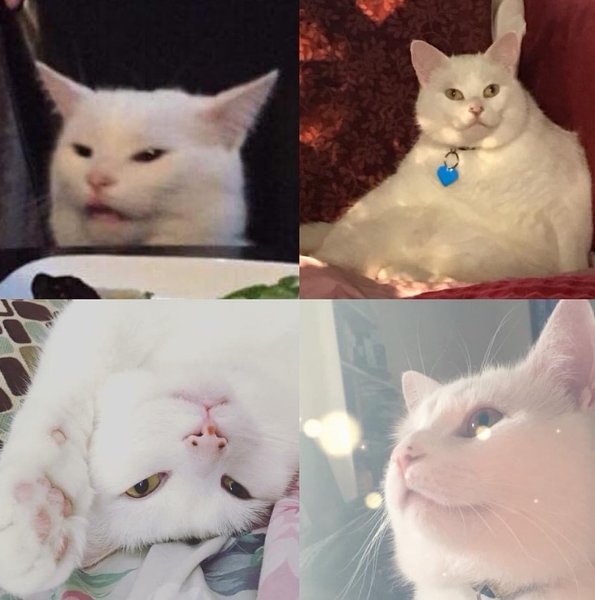 История о меме, мем о еинке которая кричит на кота, кот Смадж, фото