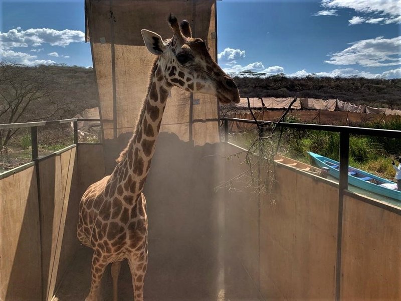 жираф, Кения, спасение