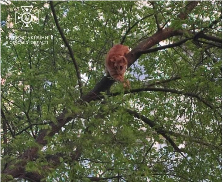 одесса, кот, гсчс, спасатели