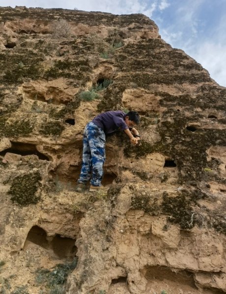 мох великая китайская стена мох великая китайская стена