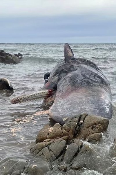 Кашалот на березі, чому кити викидаються, кит на березі фото, Кашалот фото,