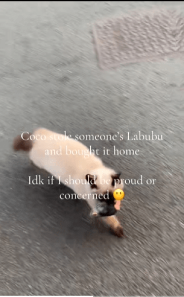 кошка из Лабубу кошка с игрушкой