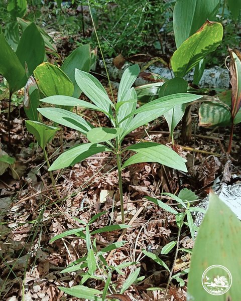 В лісі в Чорнобилі росте рідкісна лісова лілія