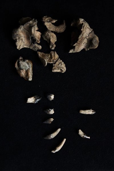 древний кит скелет древний кит скелет зубы