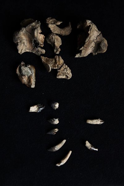 древний кит скелет зубы