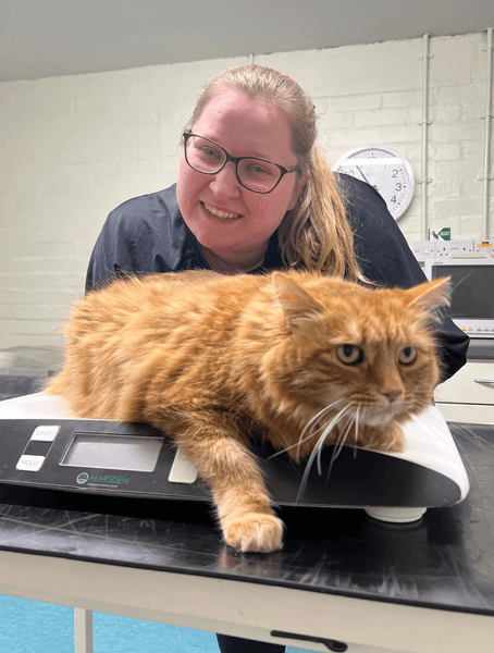 Кіт із зайвою вагою, кіт на дієті, тренажер для тварин, кіт на біговій доріжці, домашня тварина, дієта для тварин,