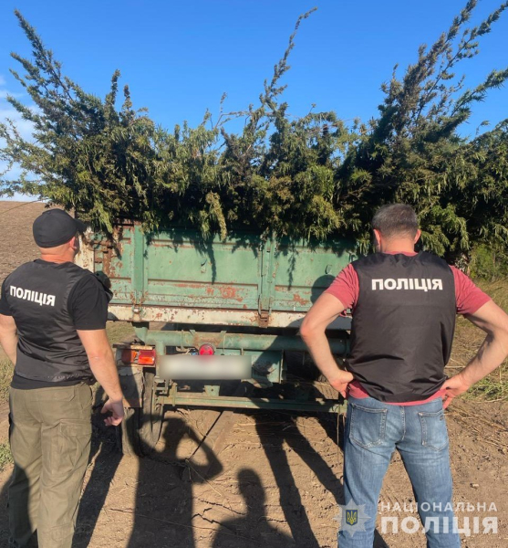 конопля конопля, плантація коноплі, незаконне вирощування коноплі