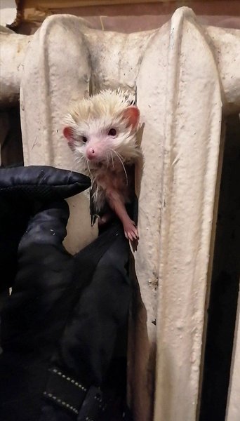 ежик, спасение