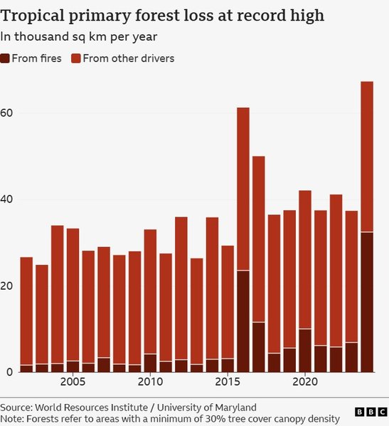потеря тропических лесов рекорд