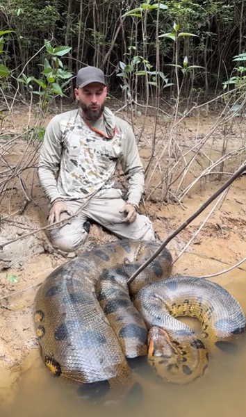 Мужчина поплавал в реке с гигантской анакондой, змея, пресмыкающееся, рептилия, Амазонка