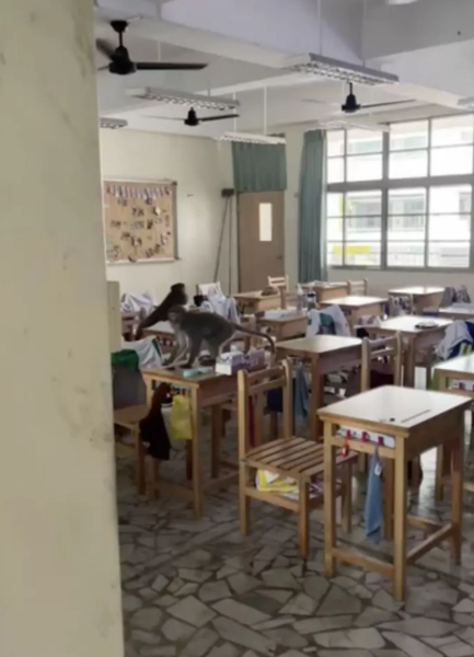 Приматы разгромили школу на Тайване, они прятались в учебном заведении от жары и искали там еду