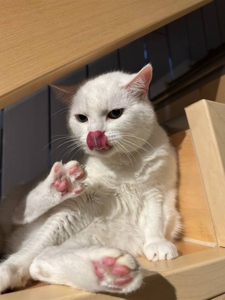 Украинского кота из Горловки депортировали из Майами