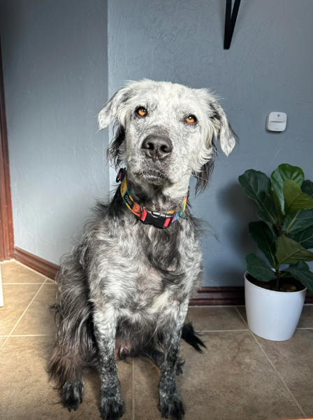 Черная собака за два года стала полностью белой, витилиго у животных, заболевания, диагнозы