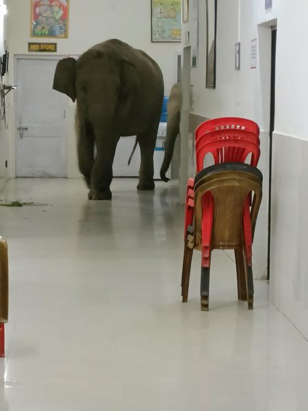 слоны индия, слоны на улицах ИНдии,