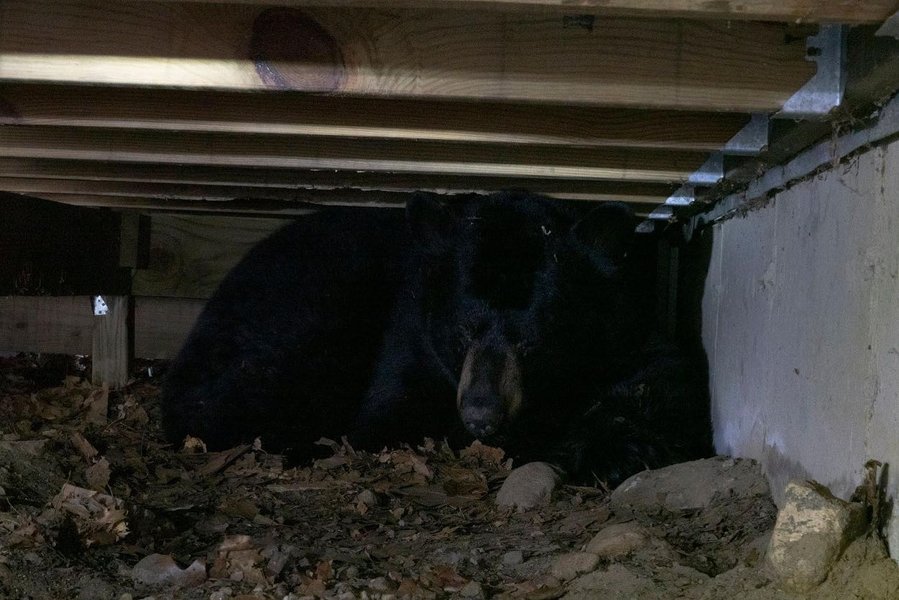 Ведмідь у сплячці