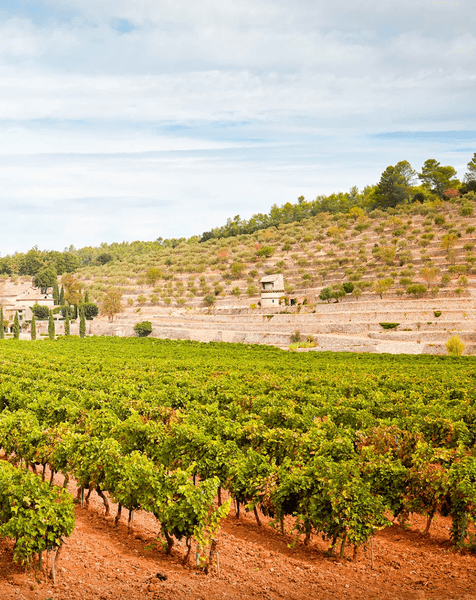 Виноробня Chateau Miraval