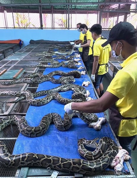 питоны ферма