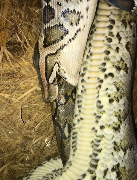 сітчастий пітон