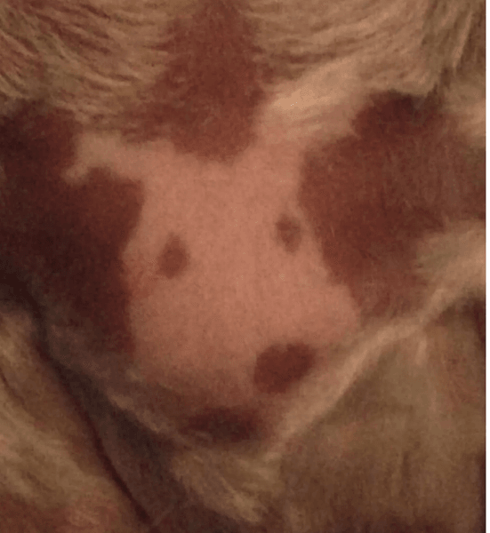 собака, позначка, соцмережі