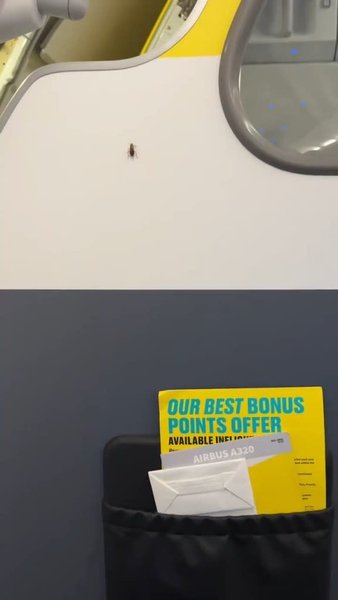 Spirit Airlines, тараканы, тараканы в самолете, пассажирка видео, скандал Spirit Airlines, насекомые на борту, вирусное видео, TikTok, антисанитария на борту
