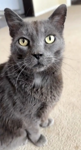 Кота нашли за 2000 км от дома через 5 лет, поиск животных, потерянные коты, США