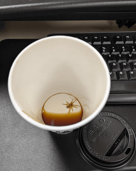 Кофе, кофе в стаканчике, неожиданная находка, паук в чашке, арахнофобия, новая фобия, мужчина нашел паука в напитке