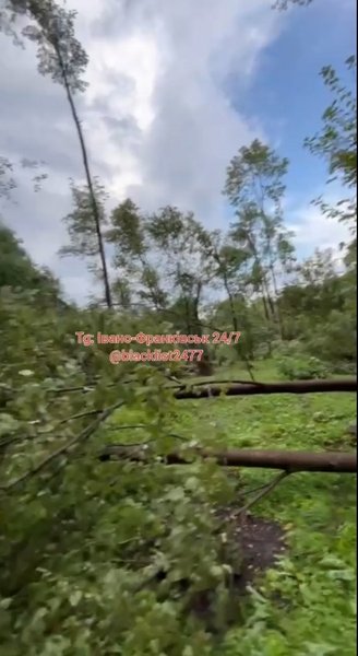 Ивано-Франкисская область — падение деревьев