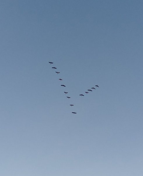 журавлі, журавлі в небі, політ журавлів, переліт журавлів, перелітні птахи, Волинь, Цуманська пуща
