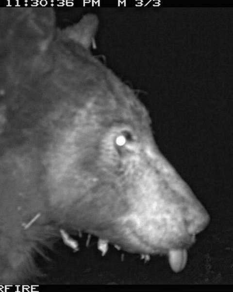 Медведь высунул язык