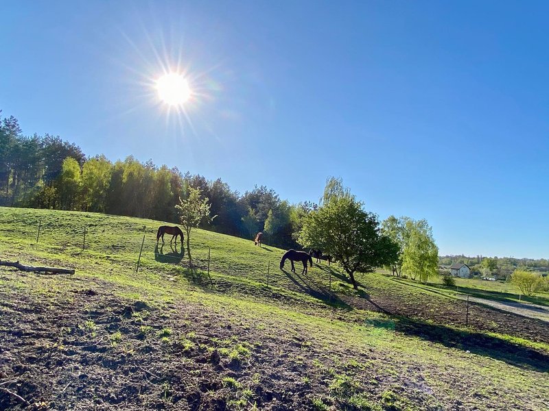 Крім коней, тут дуже гарні краєвиди