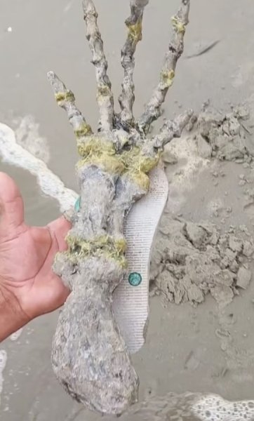 четка четка