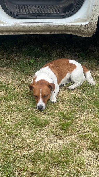 джек-рассел-терьер, джек-рассел, Пес патрон