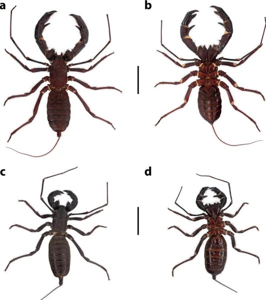 новий вид теліфон оцтусон