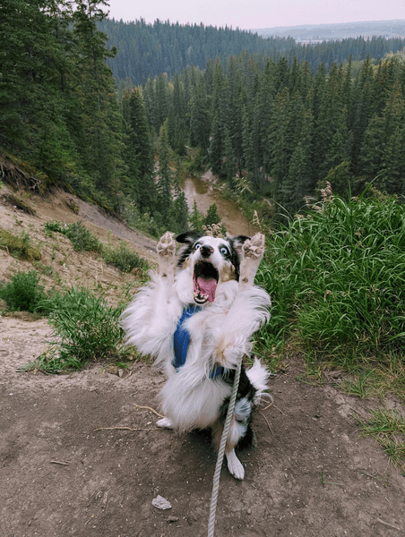 Майло прогулка