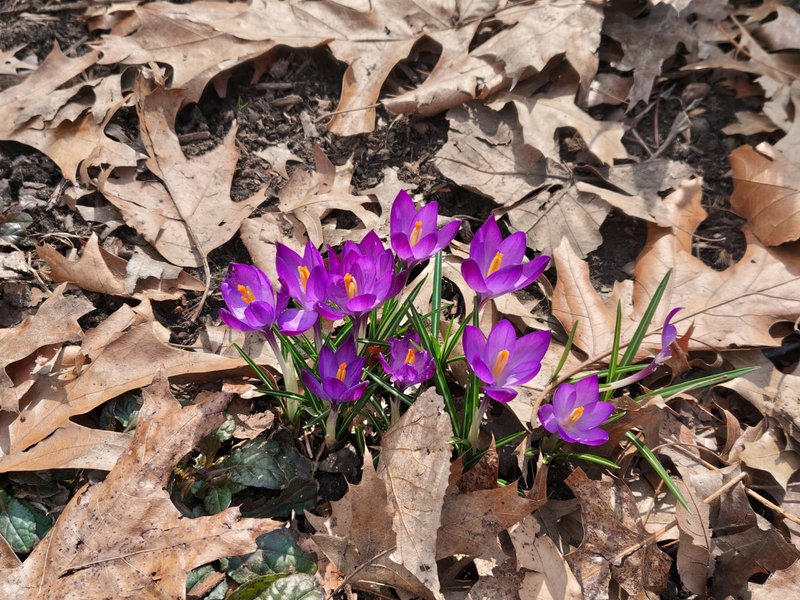 Фото на камеру Nothing Phone (4a) Pro