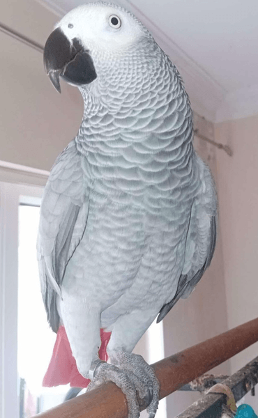 Щасливий Янгол