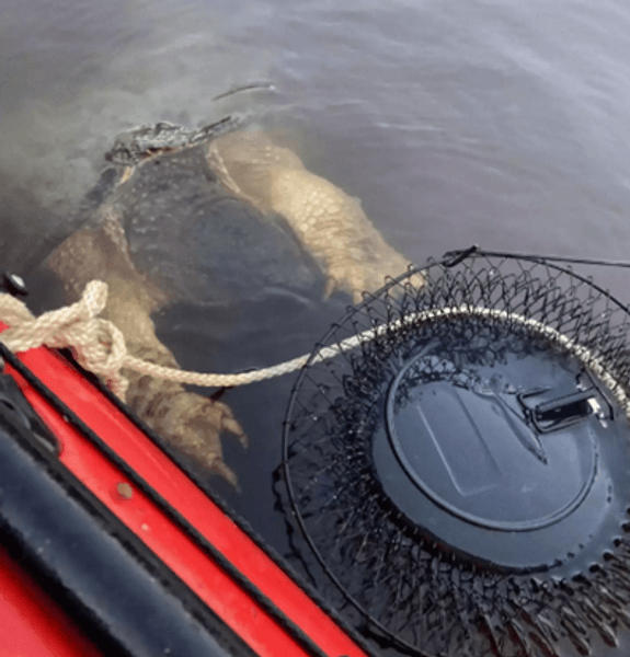 Женщины плавали на лодке и заметили жуткого зверя