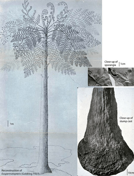 дерево, листя, зображення