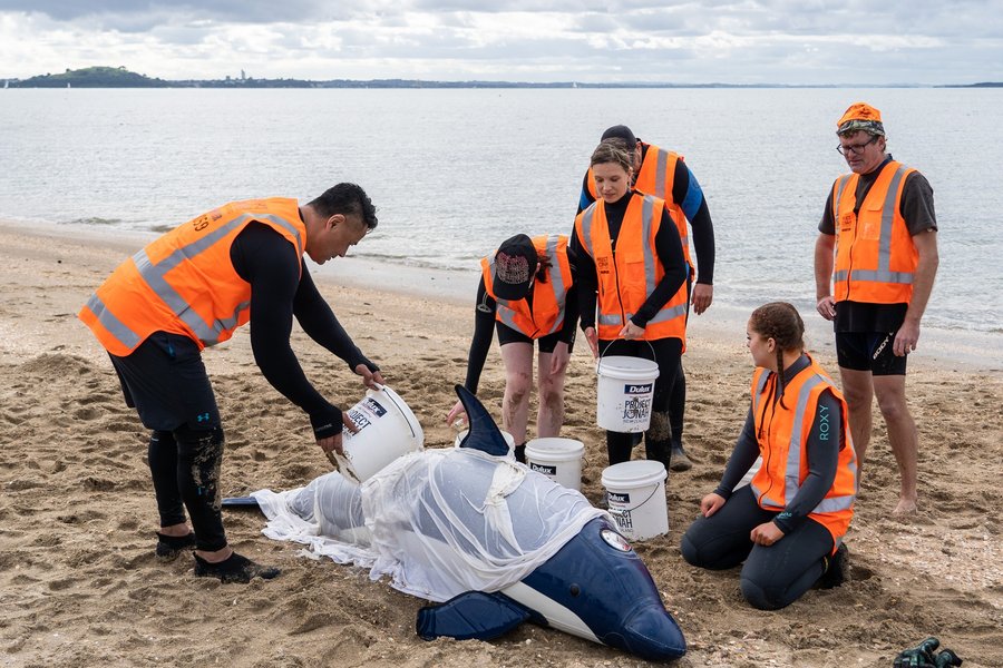 Зоозащитники из Project Jonah учатся спасать животных. , киты на берегу, выбросившиеся киты,