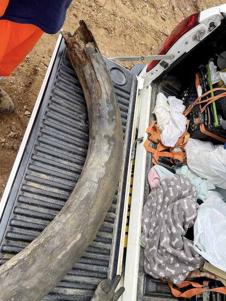 бивень, мамонт