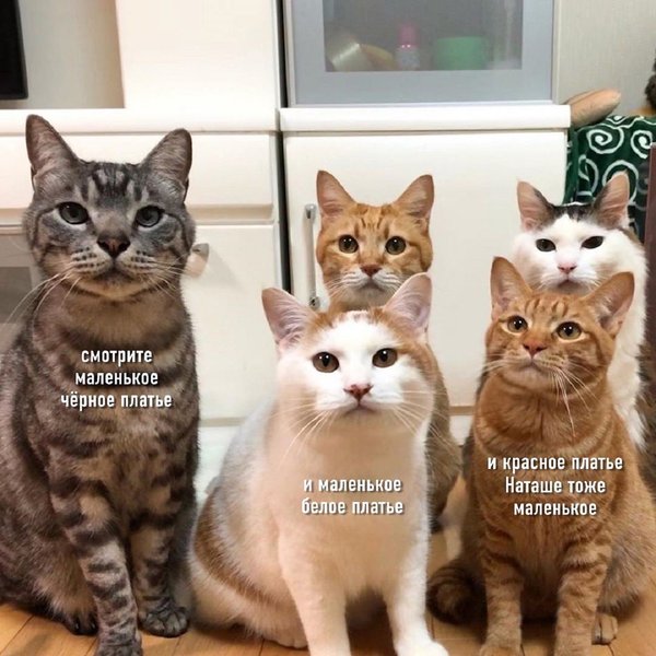 Мем из паблика "Котизм"